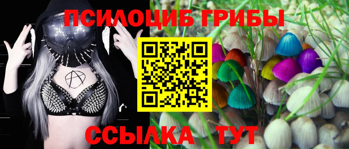 Псилоцибиновые грибы Psilocybe Еманжелинск