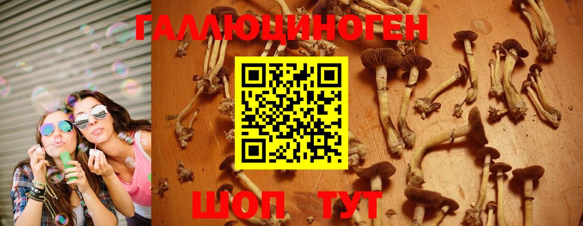 что такое   Псилоцибиновые грибы GOLDEN TEACHER  Вход с VPN  Еманжелинск  Псилоцибиновые грибы GOLDEN TEACHER 